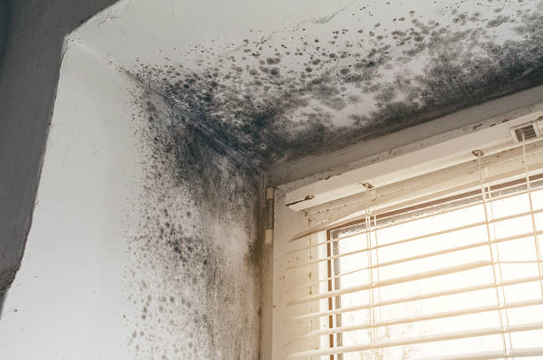 Affordable Crawl Space Mold Remediation solutions in Hillsborough, NJ
